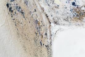 Best Commercial Mold Inspection  in Loxahatchee Groves, FL